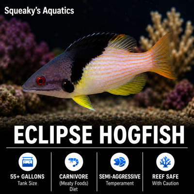 Eclipse Hogfish (Bodianus mesothorax) saltwater reef fish - juvenile with purple-black front and yellow rear