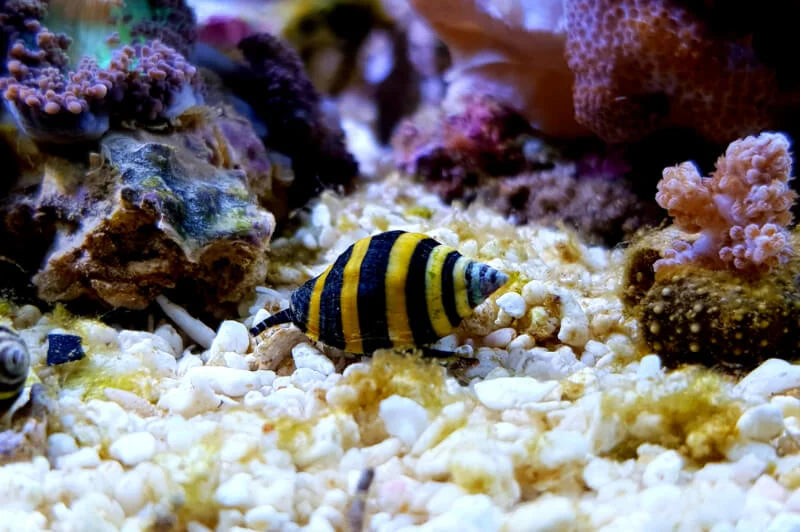 Bumble Bee Snail (Engina mendicaria) - yellow and black banded saltwater reef scavenger snail in a reef tank