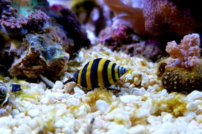 Bumble Bee Snail (Engina mendicaria) - yellow and black banded saltwater reef scavenger snail in a reef tank