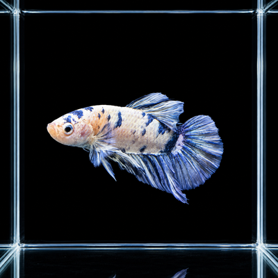 WYSIWYG photo of this exact blue panda plakat male betta (Betta splendens), cream body with blue-black marble patches