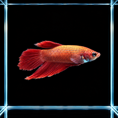 WYSIWYG photo of this exact red alien male betta (Betta sp.), red body and fins with metallic scaling