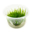 Flame Moss (Taxiphyllum Flame) live freshwater aquarium moss with upright flame-like growth in a cup