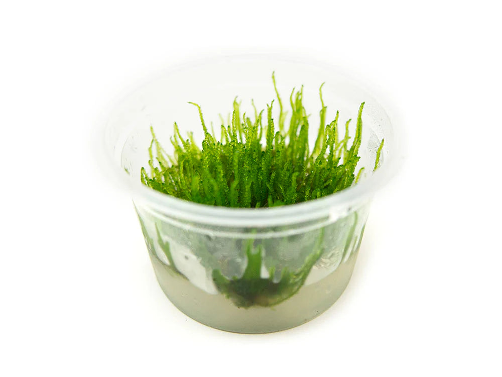 Flame Moss (Taxiphyllum Flame) live freshwater aquarium moss with upright flame-like growth in a cup