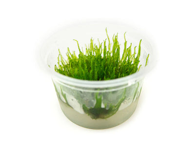 Flame Moss (Taxiphyllum Flame) live freshwater aquarium moss with upright flame-like growth in a cup