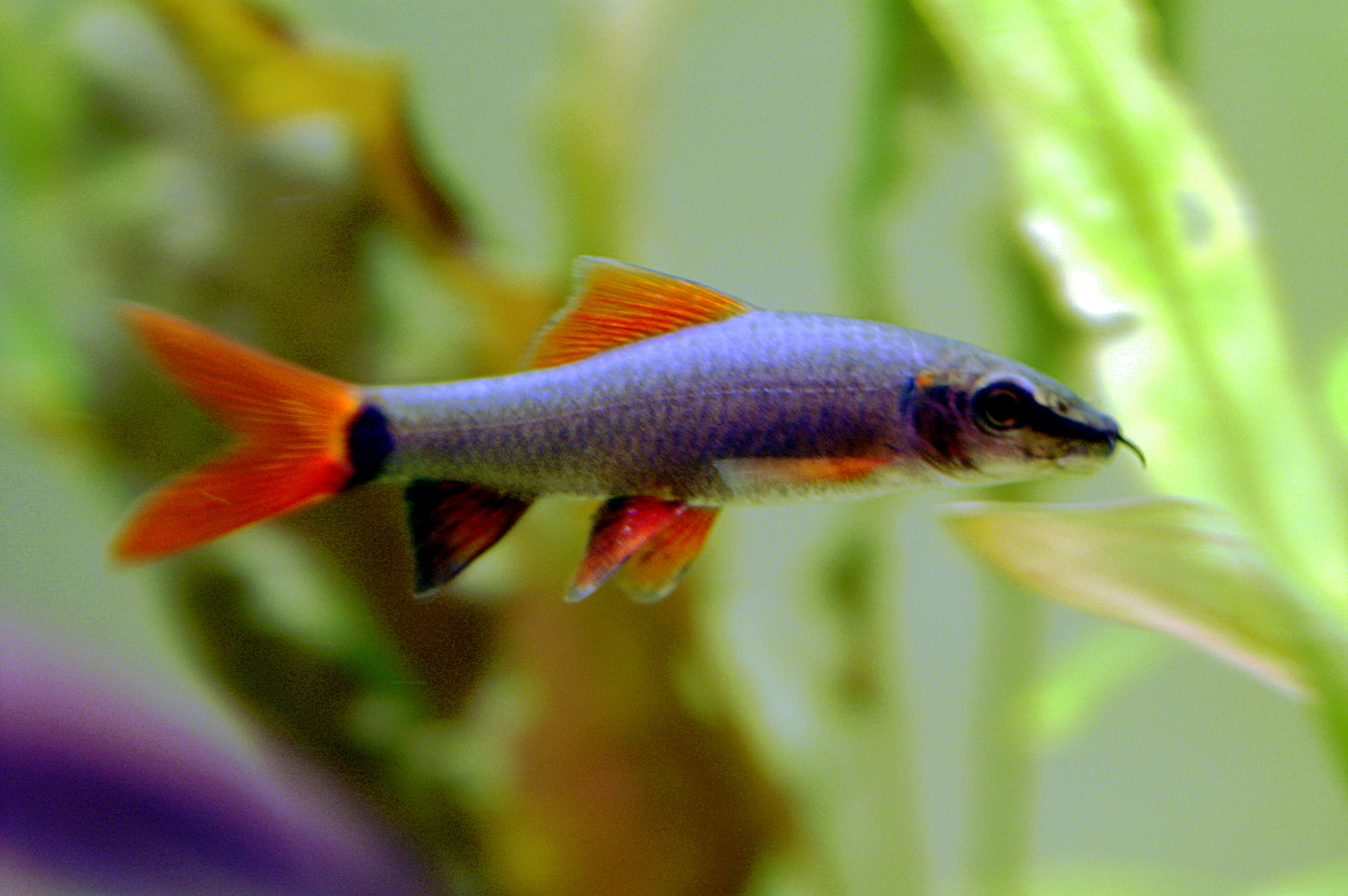 Rainbow Shark (Epalzeorhynchos frenatum) live freshwater fish - black body with red-orange fins, side view in planted tank