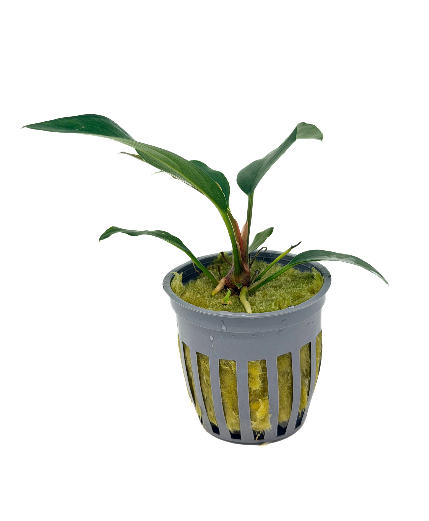 Anubias Frazeri (Anubias 'Frazeri') potted live freshwater rhizome plant with long pointed leaves