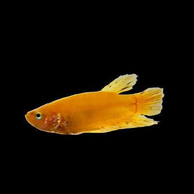 Yellow Banana Plakat Male Betta (Betta splendens) freshwater - one-of-a-kind specimen on black background