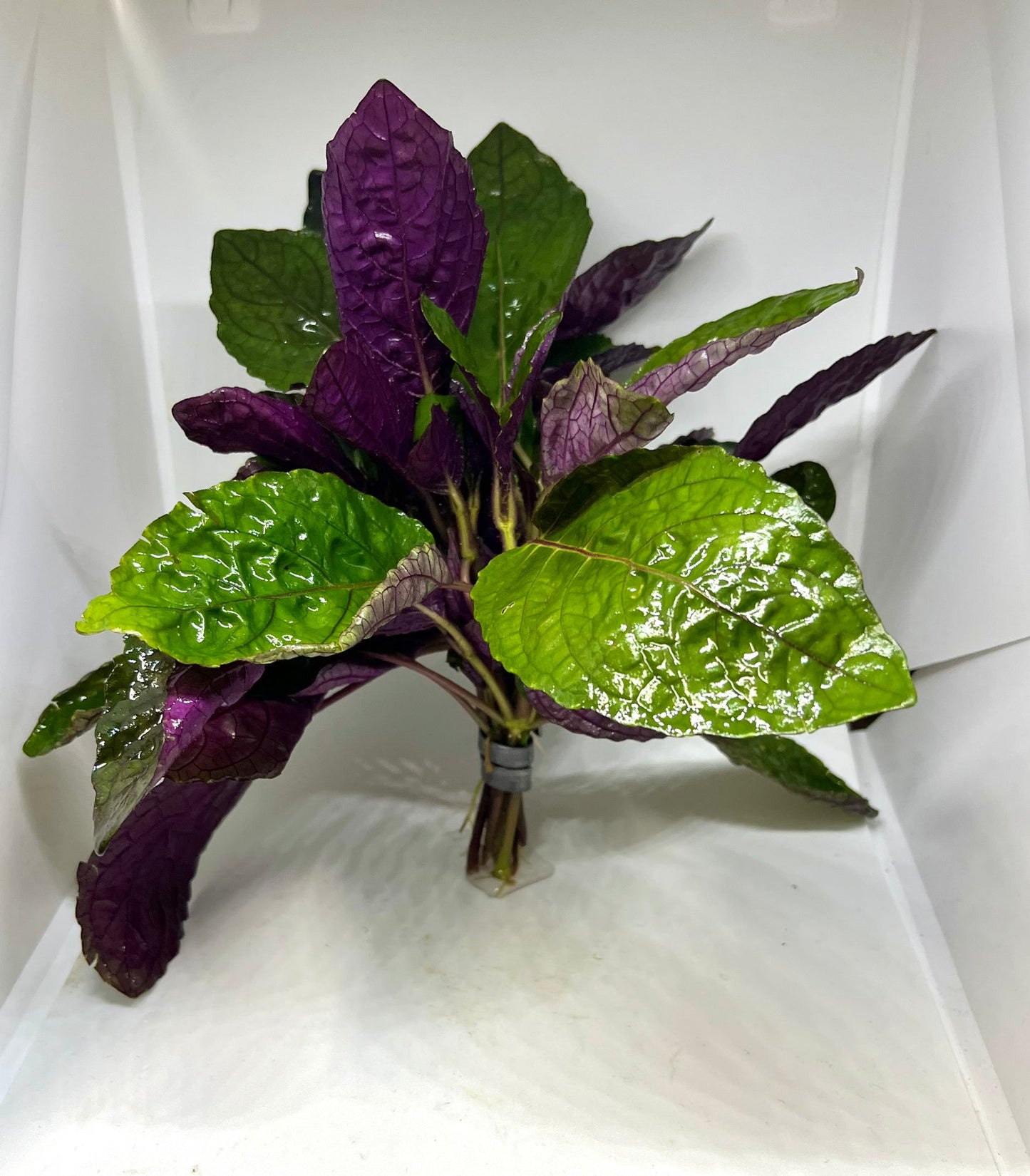 Purple Waffle (Hemigraphis colorata) live aquarium and terrarium plant with purple and green waffled leaves