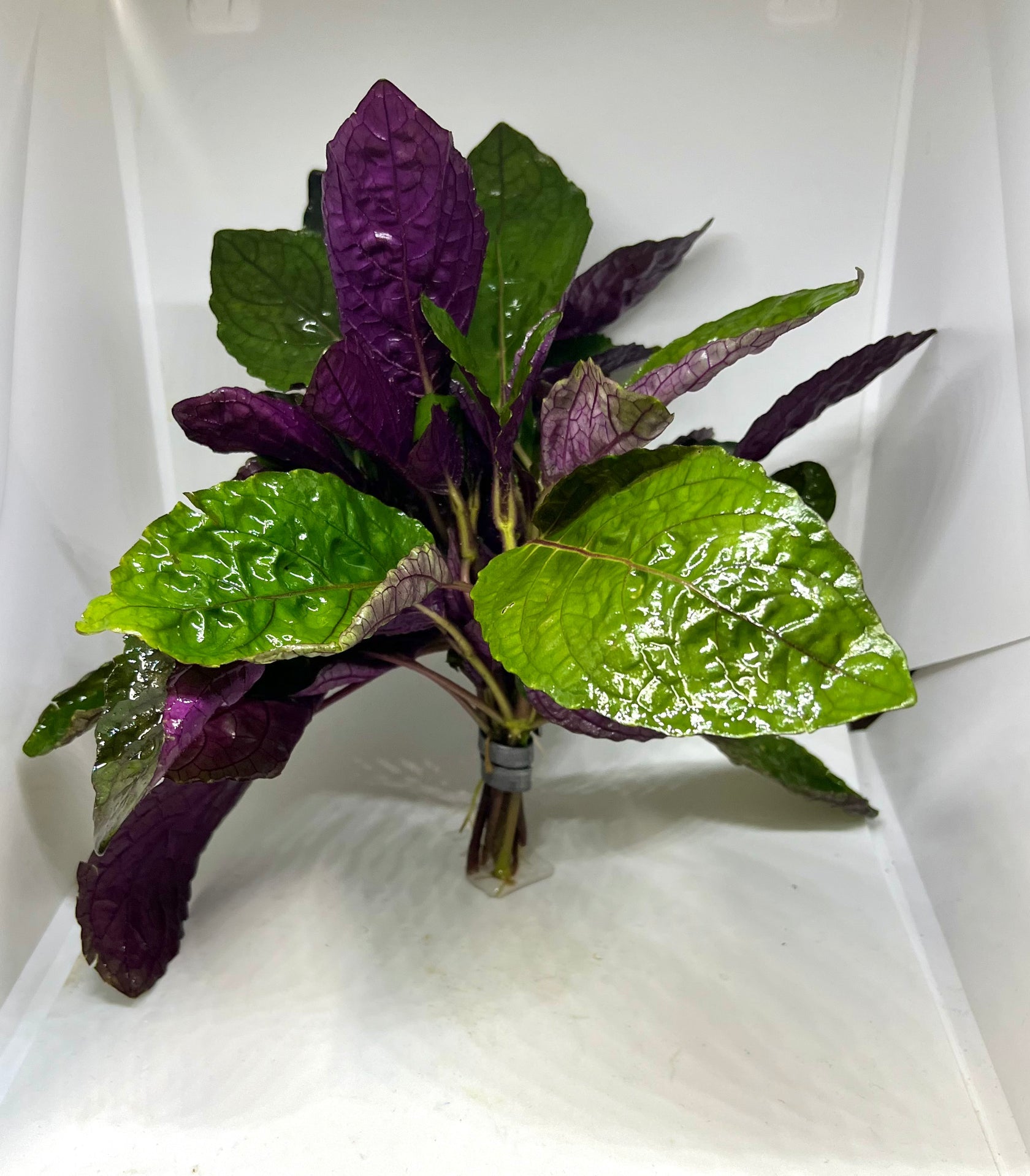 Purple Waffle (Hemigraphis colorata) live aquarium and terrarium plant with purple and green waffled leaves