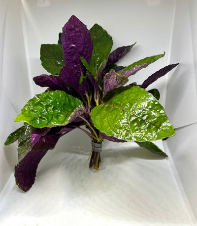 Purple Waffle (Hemigraphis colorata) live aquarium and terrarium plant with purple and green waffled leaves
