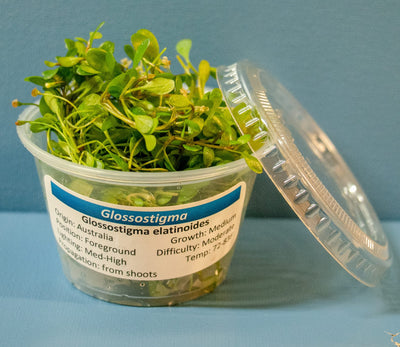 Glossostigma elatinoides portion cup, live freshwater foreground carpet plant