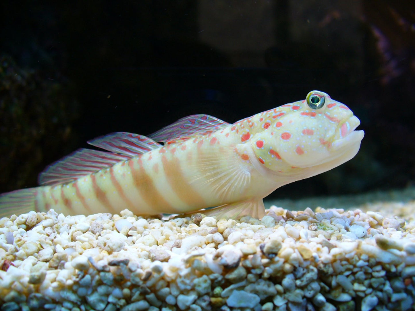 Pink Spotted Watchman Goby (Cryptocentrus leptocephalus) saltwater shrimp goby resting on a fine sand bed