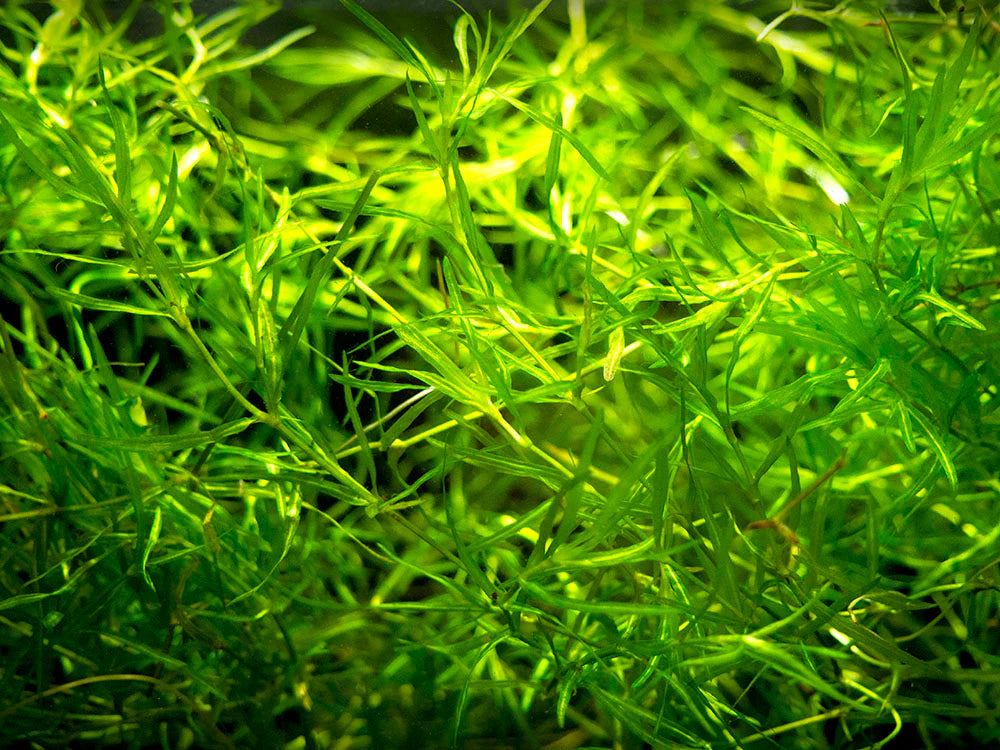Guppy Grass (Najas guadalupensis) freshwater aquarium plant, dense mass of fine bright green needle-like leaves
