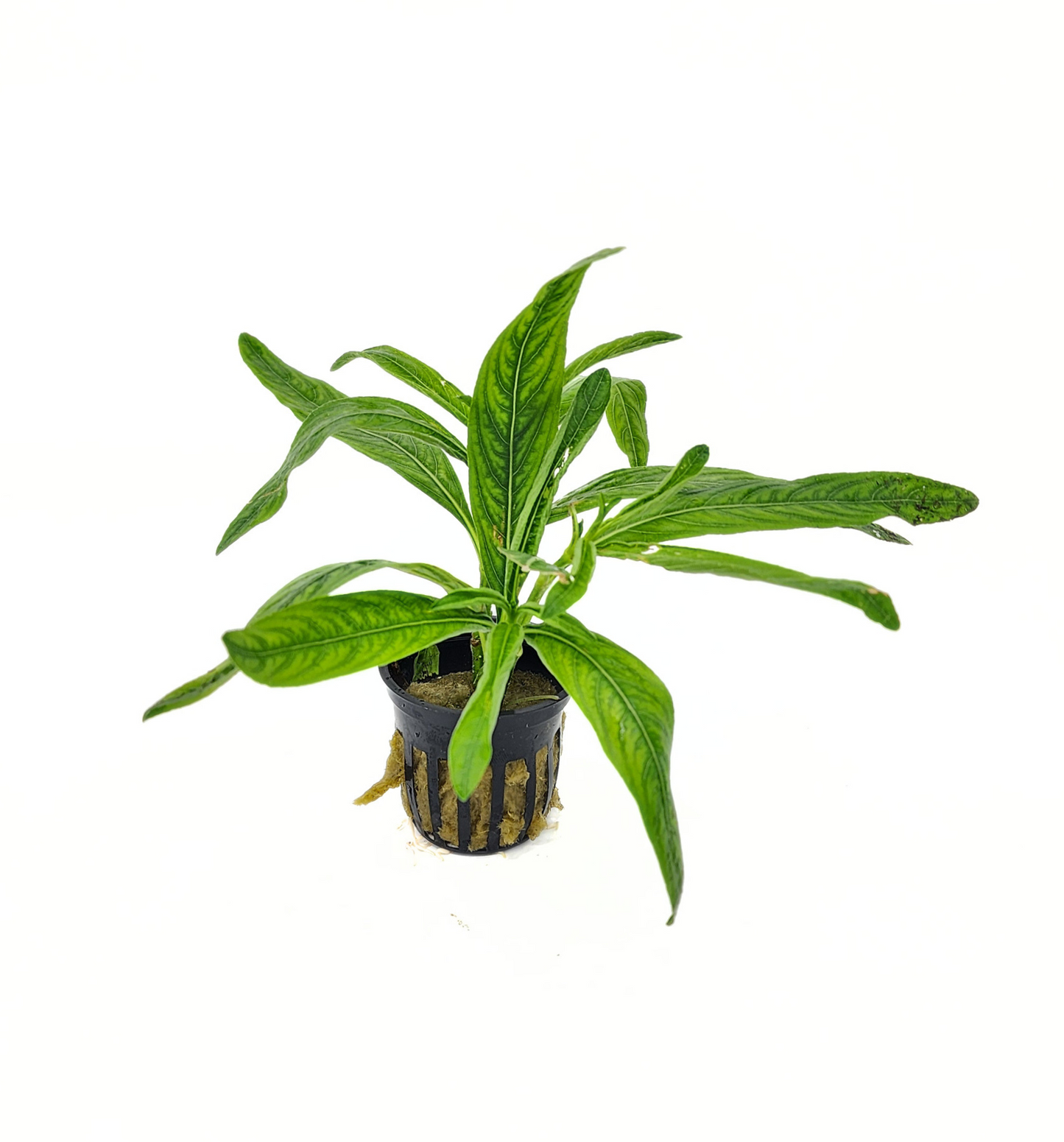 Hygrophila Odora (Hygrophila odora) potted live freshwater stem plant, emersed grown