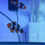 Two True Percula Clownfish (Amphiprion percula) in the Squeaky's Aquatics holding tank, showing thick black bar outlines