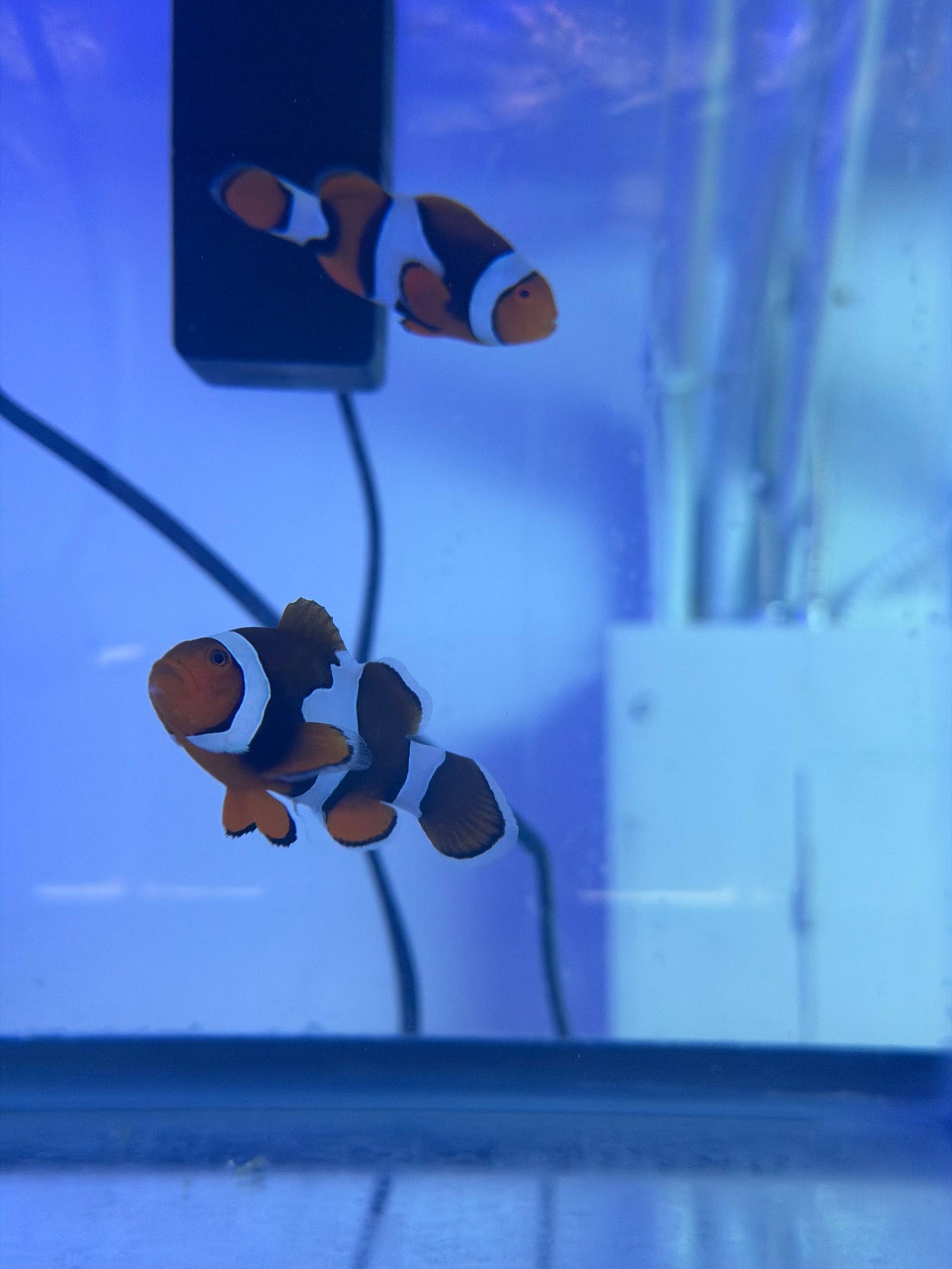 Two True Percula Clownfish (Amphiprion percula) in the Squeaky's Aquatics holding tank, showing thick black bar outlines