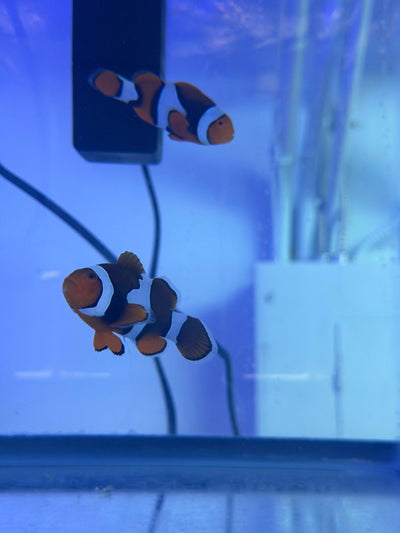 Two True Percula Clownfish (Amphiprion percula) in the Squeaky's Aquatics holding tank, showing thick black bar outlines