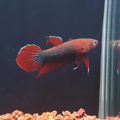 Api Api Betta (Betta mulyadii) male, red wild blackwater betta with blue edged fins