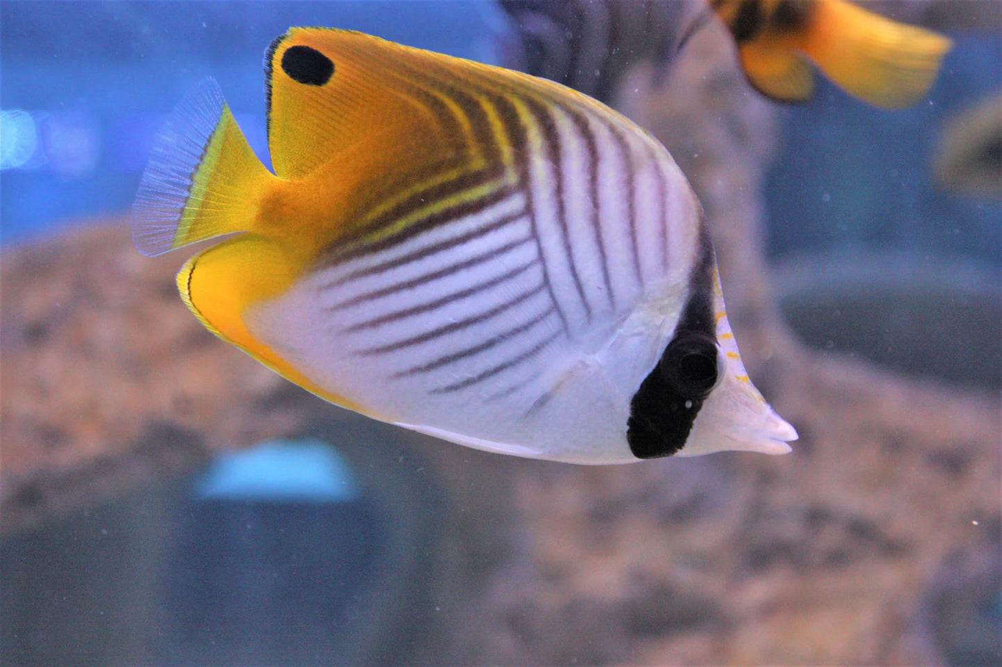 Auriga Butterflyfish (Chaetodon auriga) saltwater fish showing herringbone flank pattern and dorsal eyespot