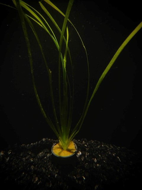 Italian Val (Vallisneria spiralis) potted freshwater aquarium background plant with long ribbon leaves