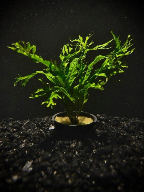 Java Fern Windelov (Microsorum pteropus 'Windelov') potted freshwater rhizome plant with forked lacy leaf tips