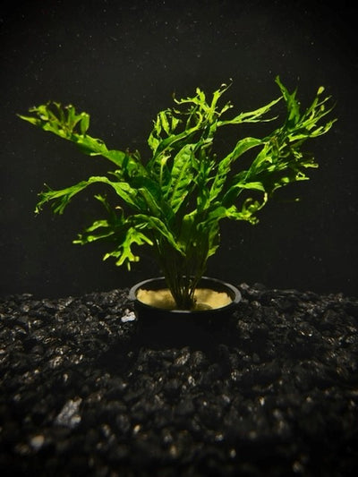 Java Fern Windelov (Microsorum pteropus 'Windelov') potted freshwater rhizome plant with forked lacy leaf tips
