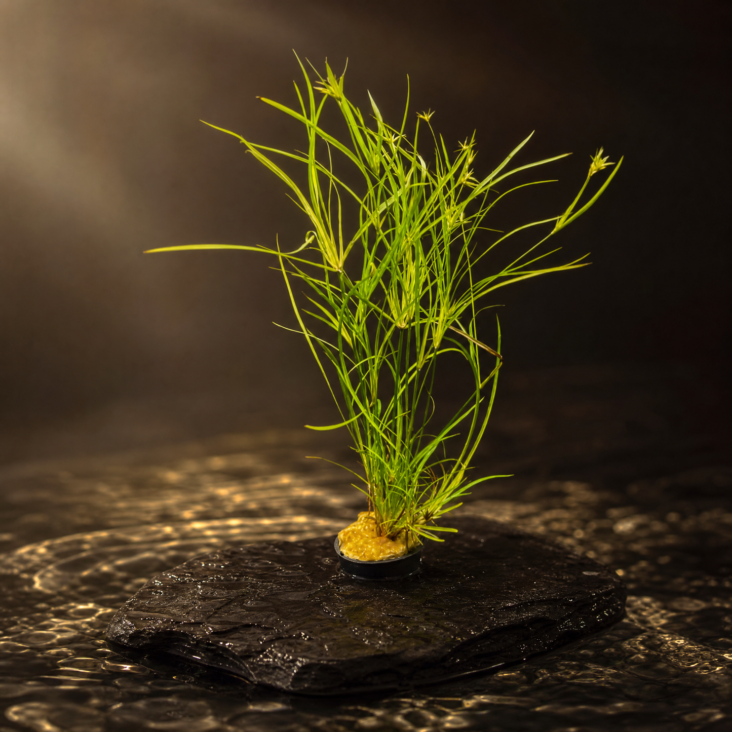 Juncus Repens (Lesser Creeping Rush) potted live freshwater plant with fine grassy green leaves