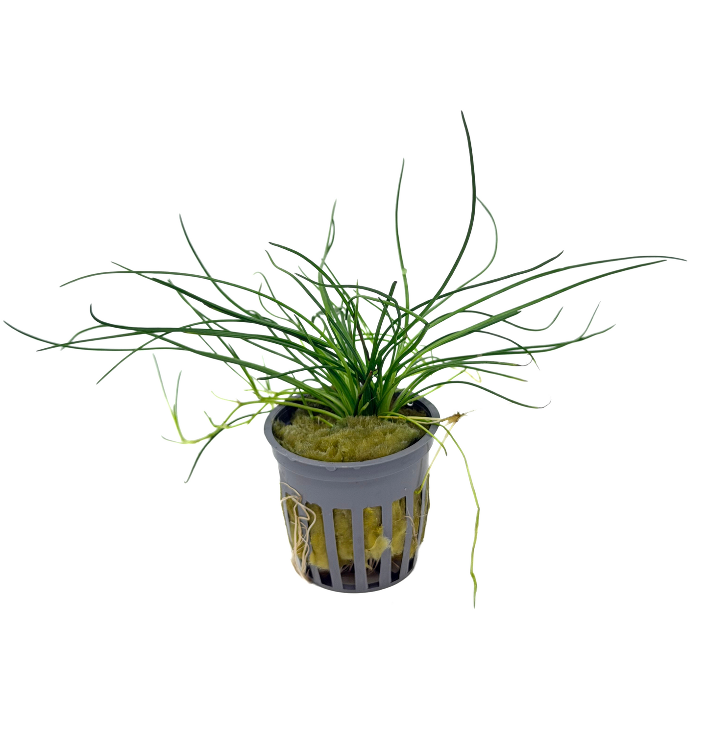 Littorella uniflora (shoreweed) potted live freshwater carpet plant with stiff upright grass like leaves