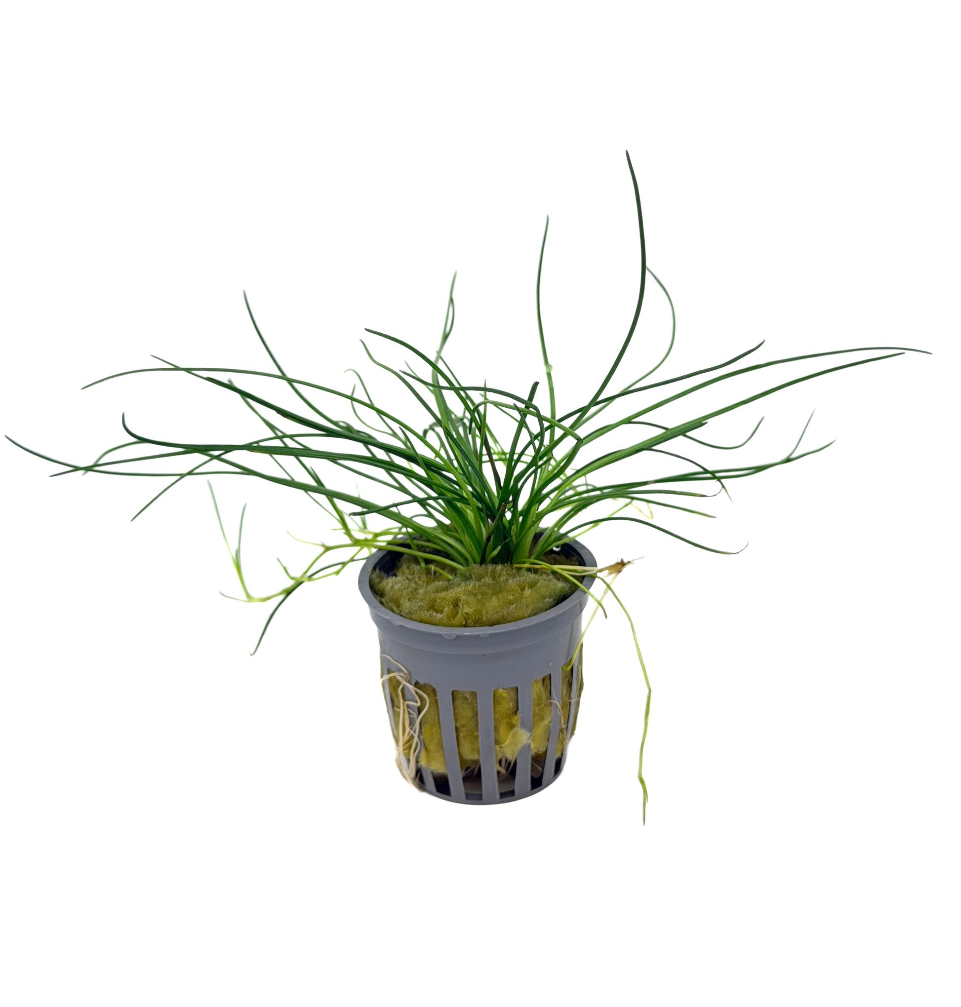 Littorella uniflora (shoreweed) potted live freshwater carpet plant with stiff upright grass like leaves