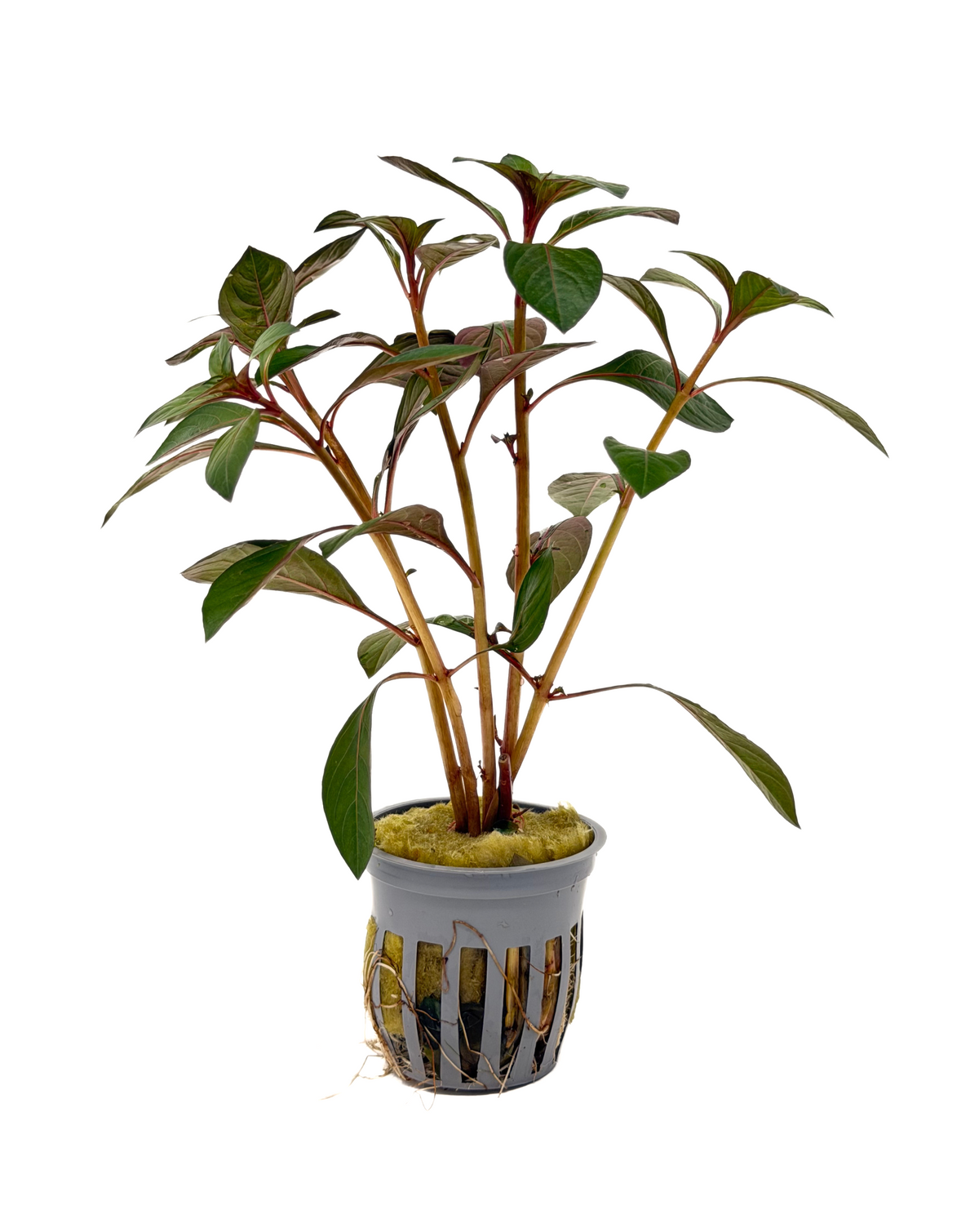 Dark Red Ludwigia (Ludwigia sp.) potted live freshwater red stem plant