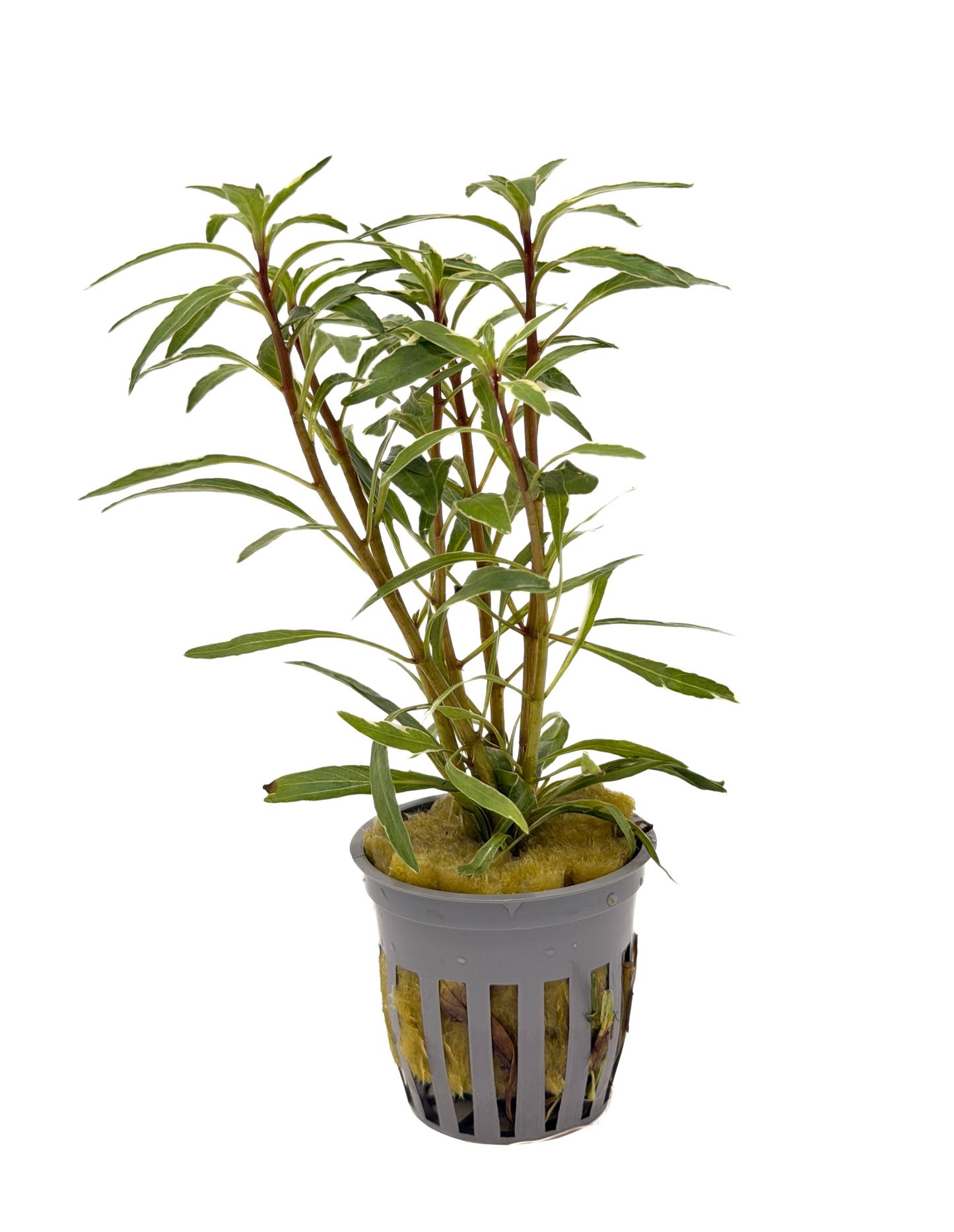 Ludwigia White (Ludwigia inclinata var. verticillata) potted live freshwater stem plant, emersed grown