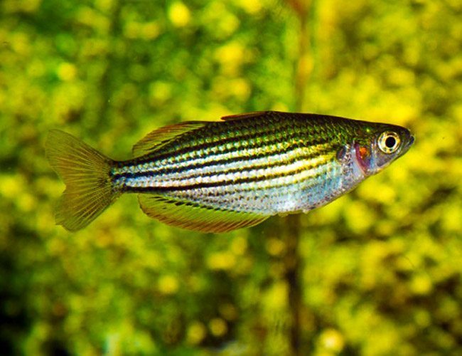 Dwarf MacCulloch's Rainbowfish (Melanotaenia maccullochi) freshwater schooling fish in planted tank