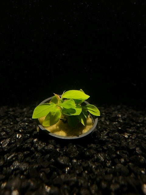 Anubias Nana Gold (Anubias barteri var. nana 'Golden')