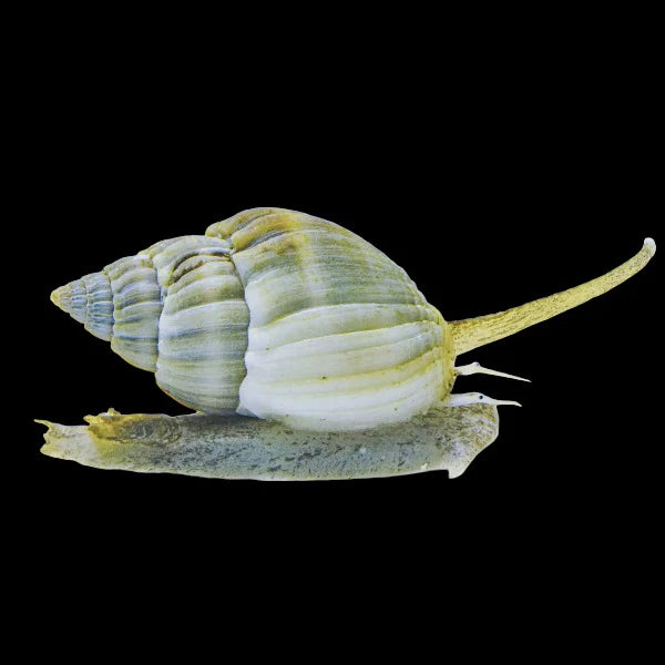 Nassarius Snails - Large