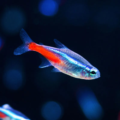 Neon Tetra (Paracheirodon innesi) freshwater schooling fish with iridescent blue stripe and red belly