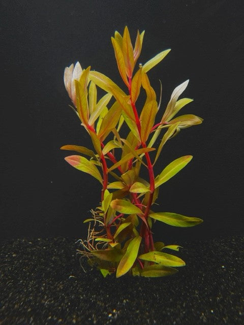 Golden Nesaea (Nesaea pedicellata) freshwater stem plant with gold and orange leaves on red stems