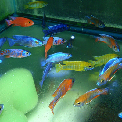 African Cichlid - Peacock Fancy