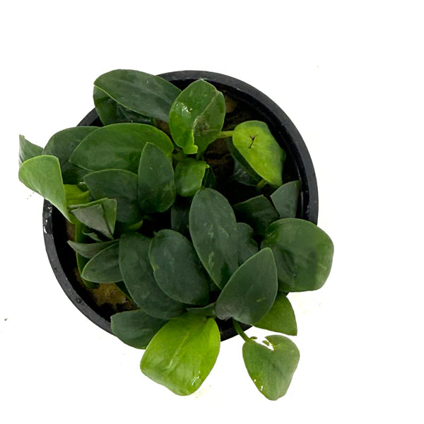 Anubias Nana Petite (Anubias barteri var. nana 'Petite') freshwater plant - potted nursery plant, top view of compact leaves