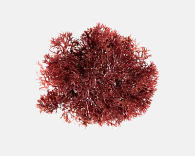 Red Pom Pom Gracilaria (Gracilaria sp.), deep red ruffly saltwater macroalgae and tang food