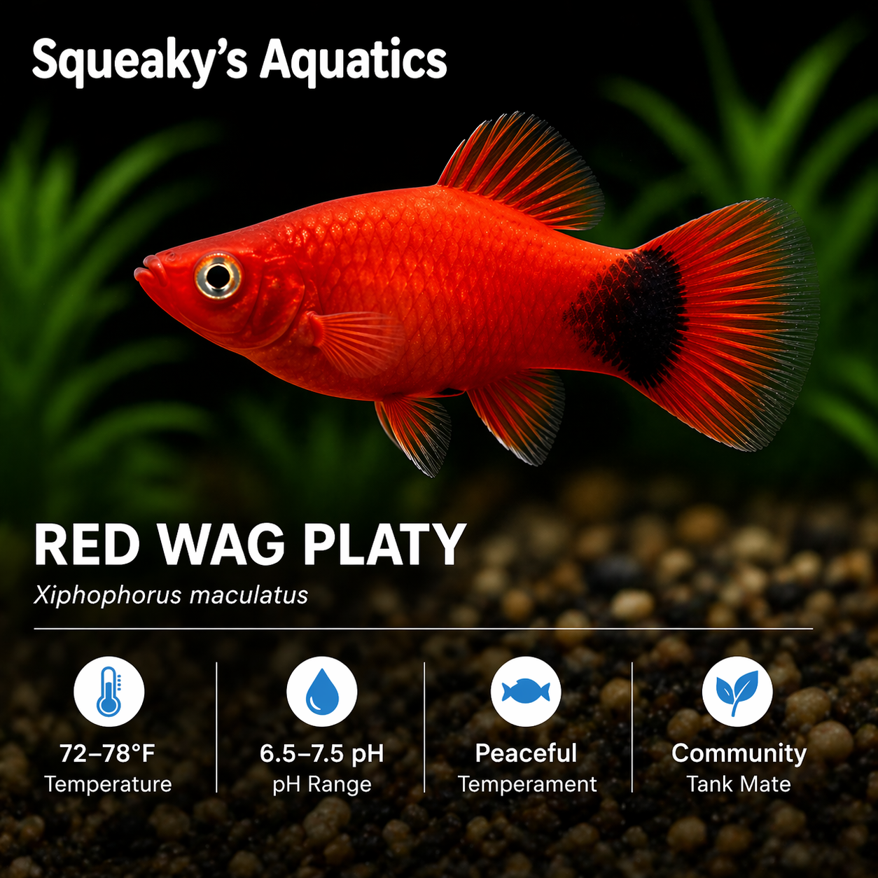 Red Wag Platy (Xiphophorus maculatus) freshwater livebearer fish - vivid red body with black wag fins