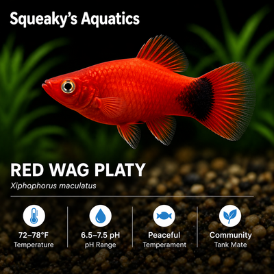 Red Wag Platy (Xiphophorus maculatus) freshwater livebearer fish - vivid red body with black wag fins
