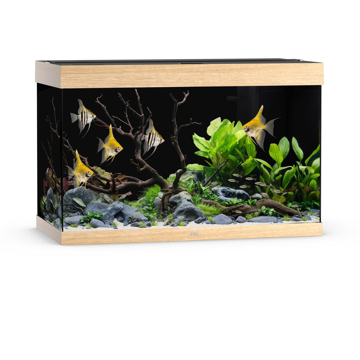 Juwel Rio 290 LED aquarium, light wood