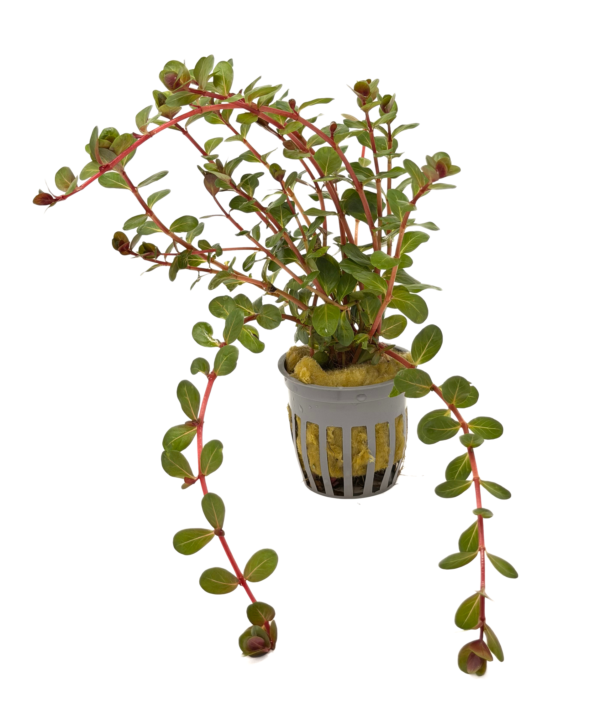 Rotala Vietnam H'ra (Rotala rotundifolia) potted live freshwater red stem plant
