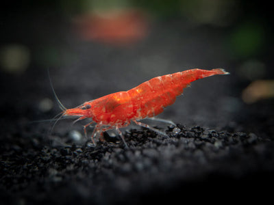 Shrimp - Cherry Red