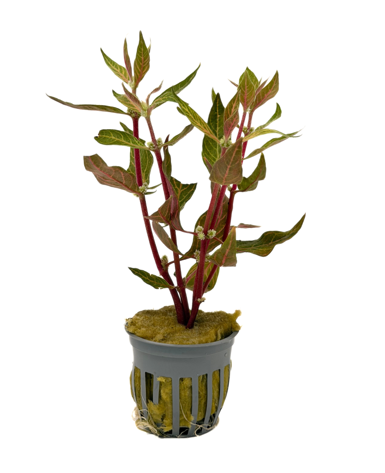 Variegated Scarlet Temple (Alternanthera reineckii 'Rosanervig') potted freshwater aquarium plant with pink leaves
