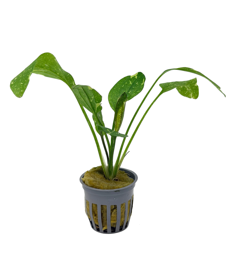 Sparkle Sword (Echinodorus 'Sparkle') potted freshwater aquarium sword plant with speckled leaves
