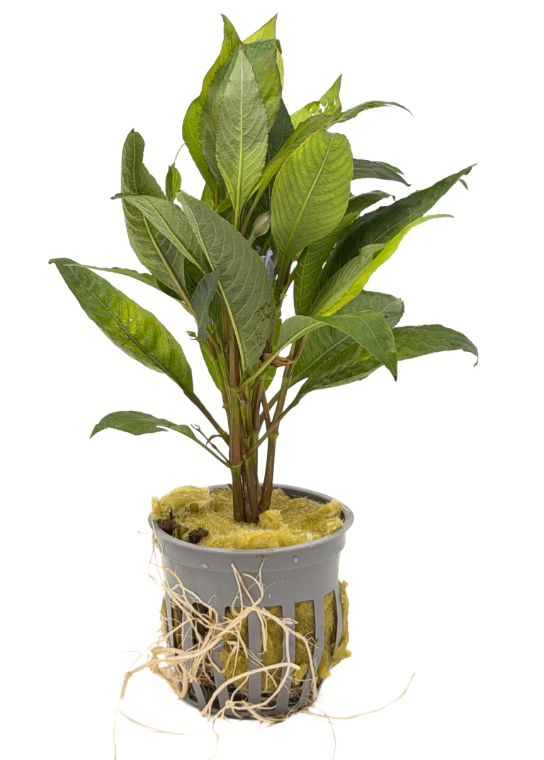 Temple Plant (Hygrophila corymbosa) potted live freshwater background stem plant with broad lance leaves