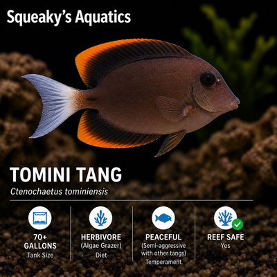 Tomini Tang (Ctenochaetus tominiensis) | Live Saltwater Reef Fish