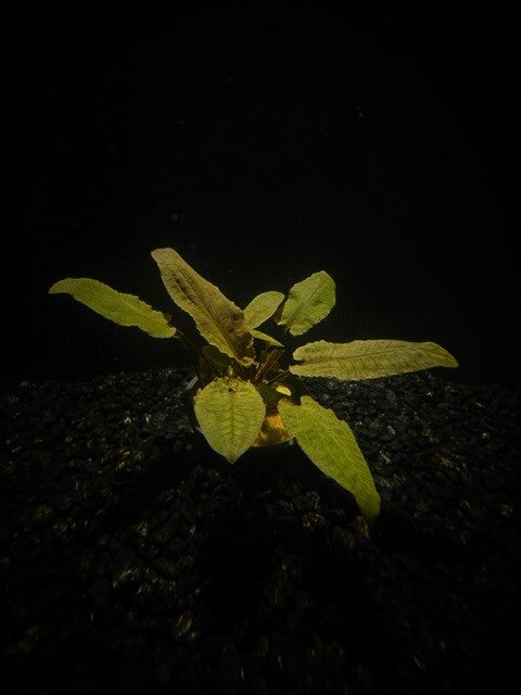 Cryptocoryne Tropica (Cryptocoryne wendtii 'Tropica') live freshwater crypt with crinkled bronze leaves in a planted aquarium