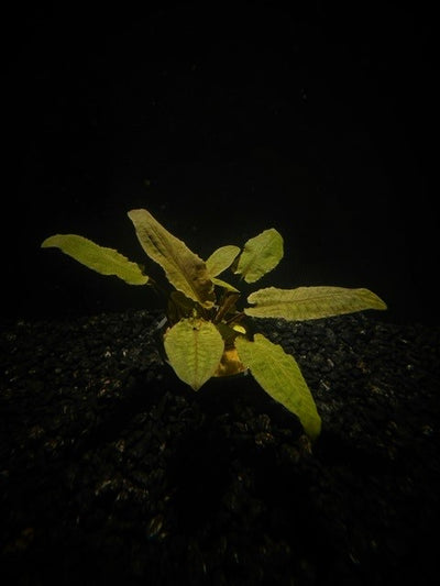 Cryptocoryne Tropica (Cryptocoryne wendtii 'Tropica') live freshwater crypt with crinkled bronze leaves in a planted aquarium